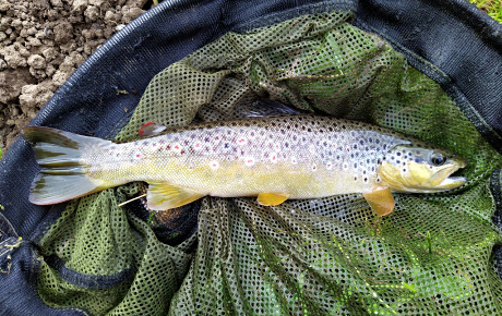 A Near perfect 12 inch trout